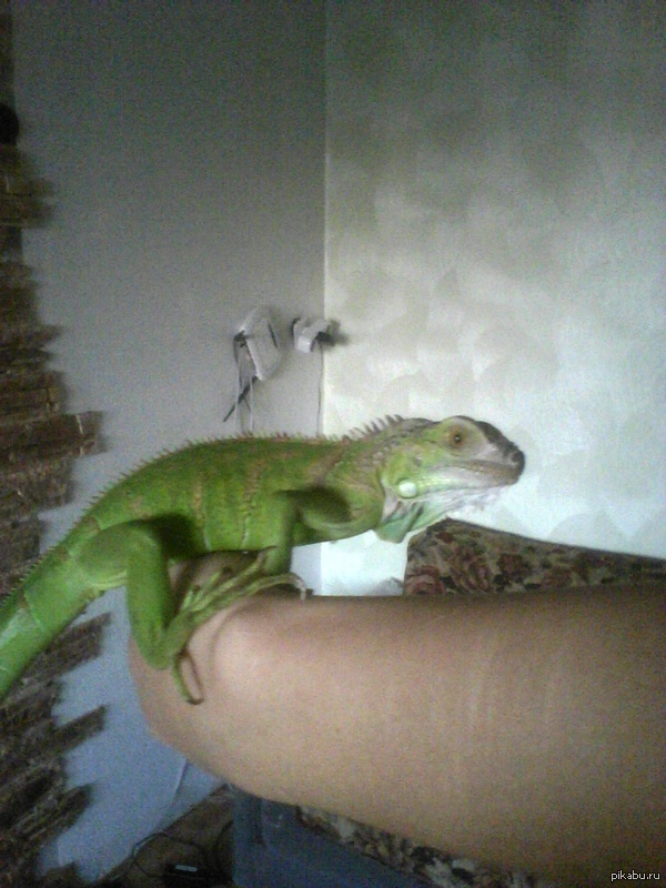 Маленький дракон Зигфрид.