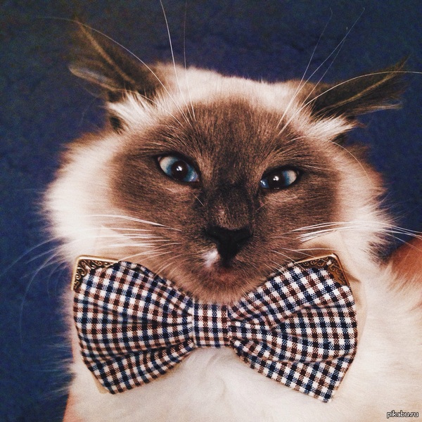 Собирал кота на свидание,пришлось заказать ему бабочку) Вроде ему нравиться. P.s любите котиков:3