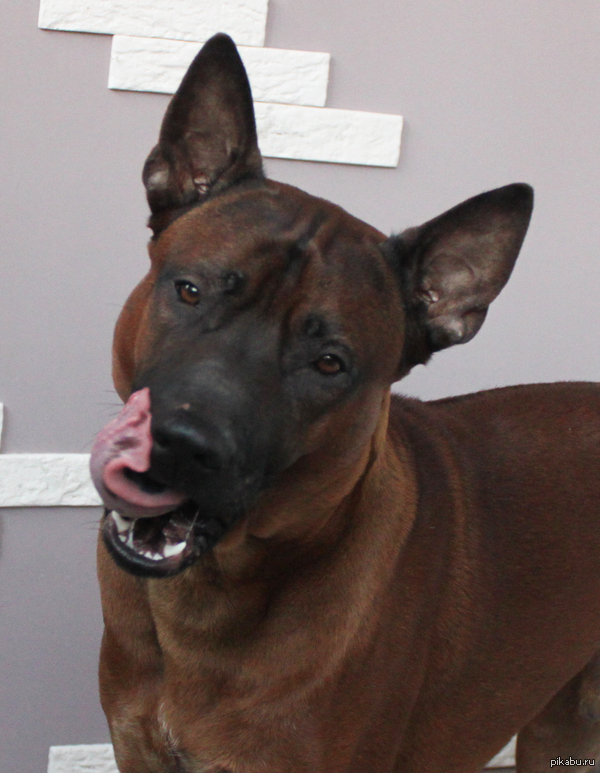 Его "подпольная" кличка дома Пикабу