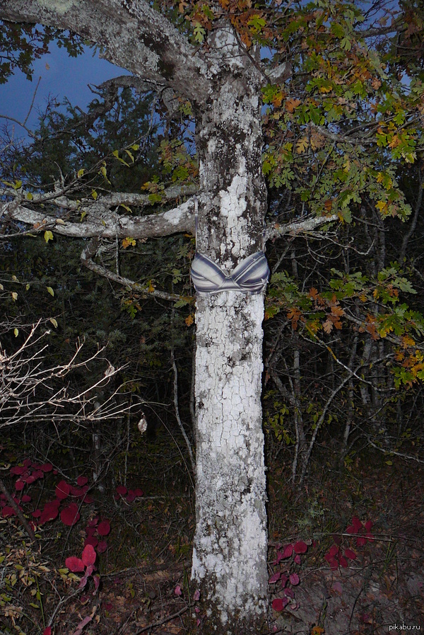 ������ ���������.