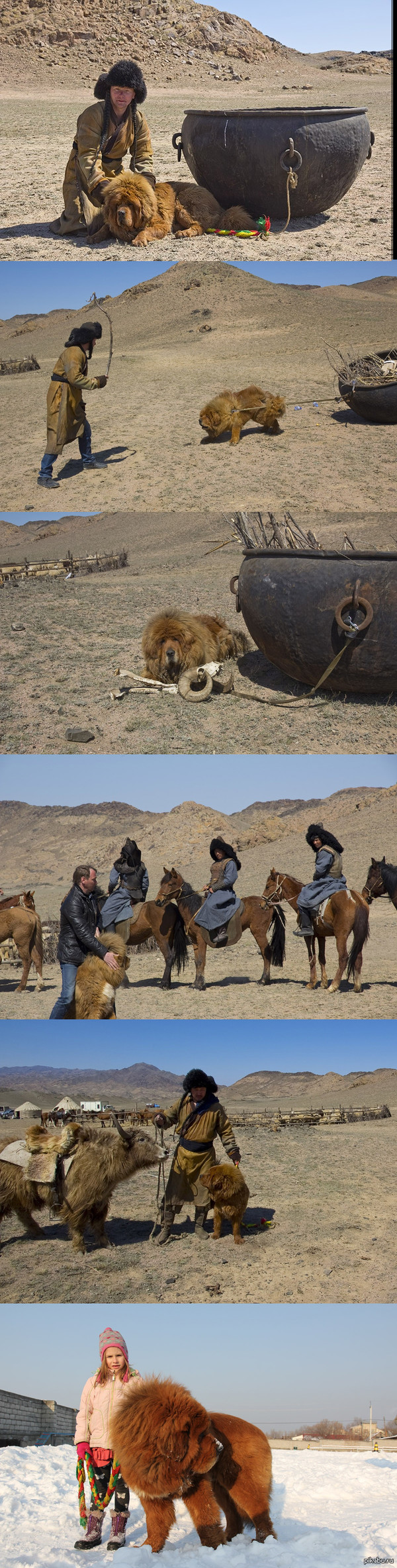 Тибетский мастиф