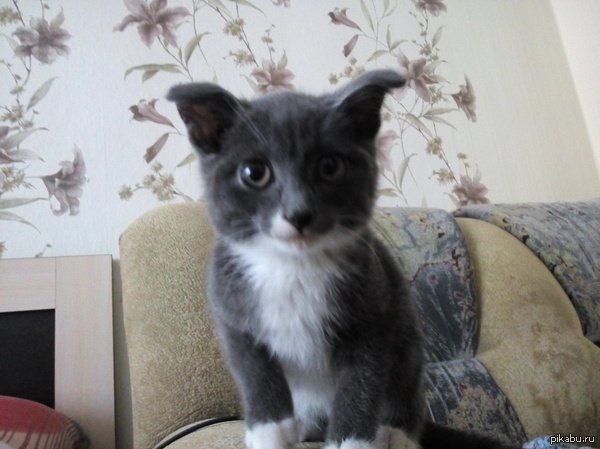 Маленький котик ищет дом!!!