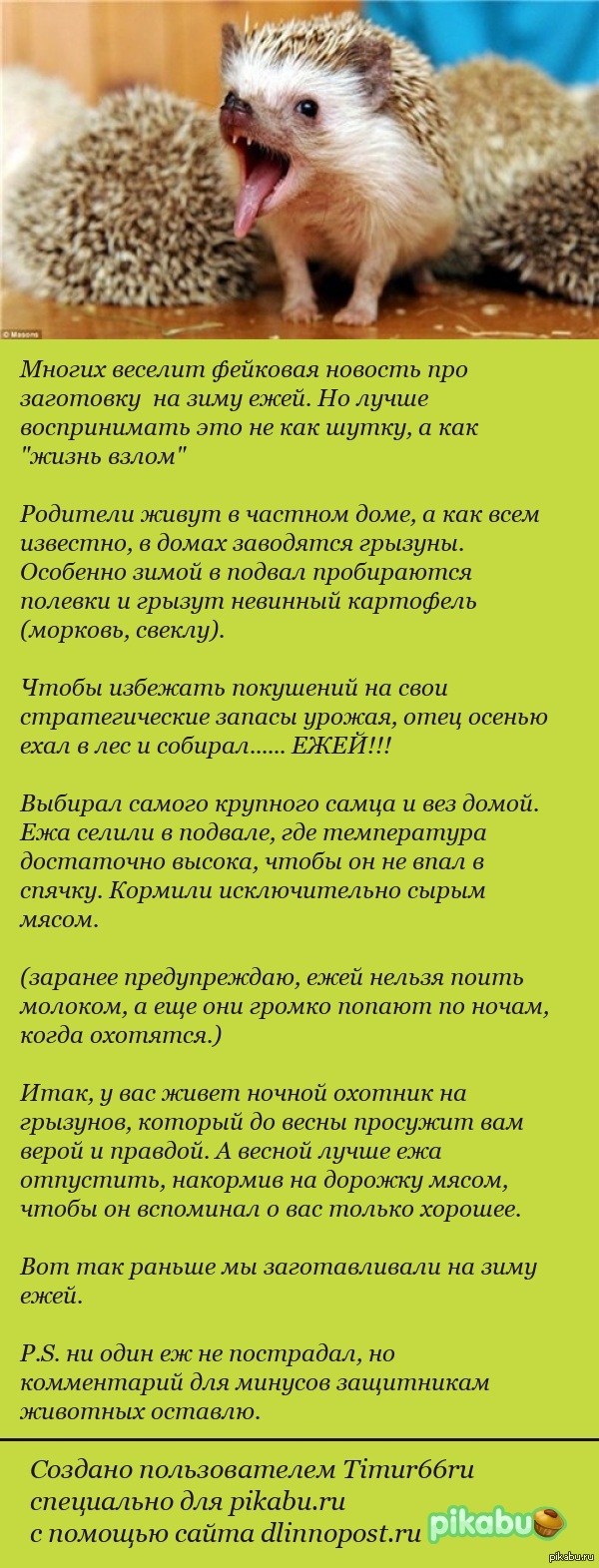 Можно ежикам давать молоко. Ежам нельзя молоко. Основной рацион ежа. Можно ежикам давать молоко. Ежам нельзя молоко.