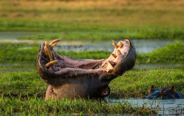 Бегемот изображает червя дюны