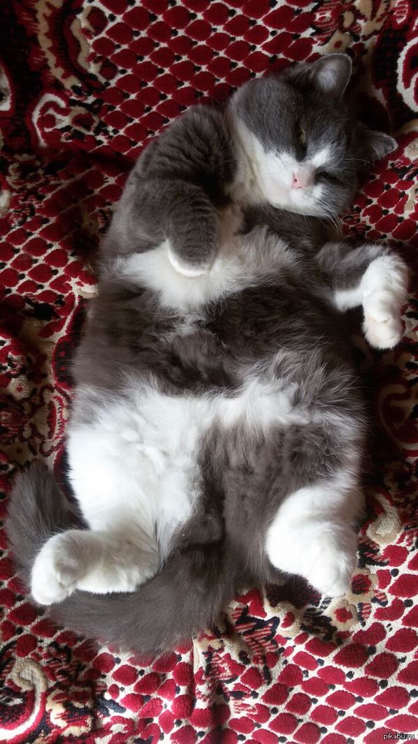 ������ ��� ������� �������