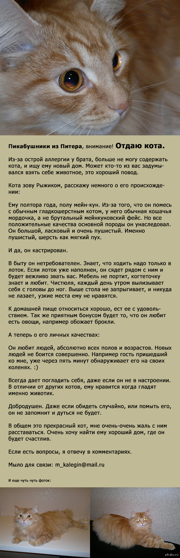Отдам кота в хорошие руки! Срочно! Санкт-Петербург