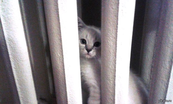 Раз уж пошла такая тема с котами на батарее)