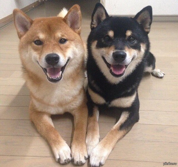 choose your doge 