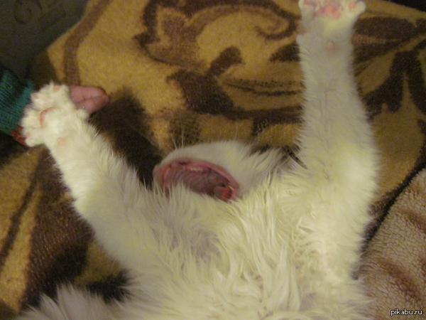 ����, �������� ������� �������