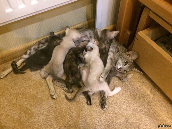 Могучая кучка