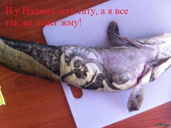 ...   <a href="http://pikabu.ru/story/strannaya_ryibka_nalim_podstrelyannyiy_v_enisee_2886135">http://pikabu.ru/story/_2886135</a>
