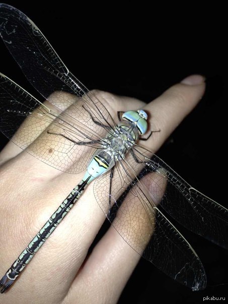 �������� �������� :�