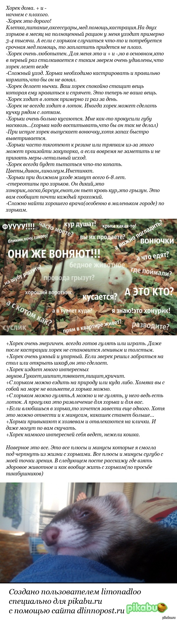 Плюсы и минусы жизни с хорьками.