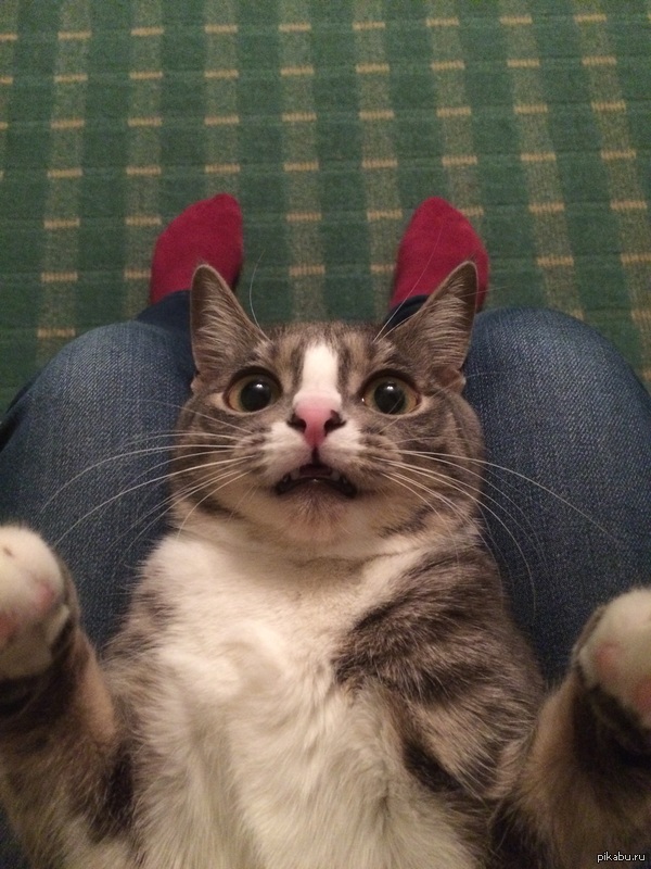 Кошка радуется пятнице:)