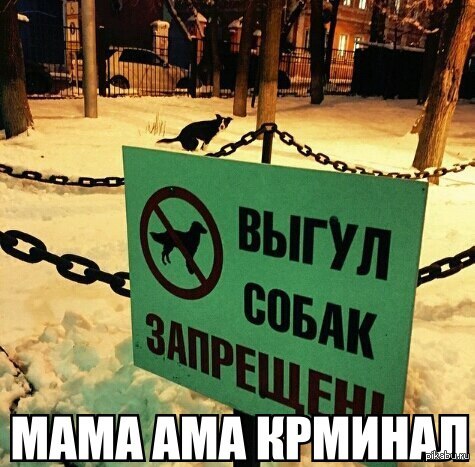 Мама криминал. Мама ама криминал. Мама ама криминал приколы. Mama ama Criminal Мем. Мама ама криминал фото.