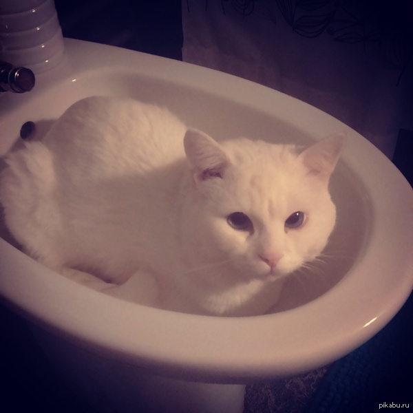 ������ ��� ����� � ����