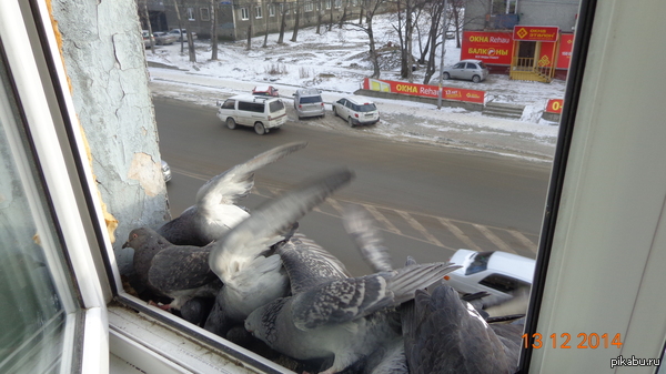 ������� ���������.