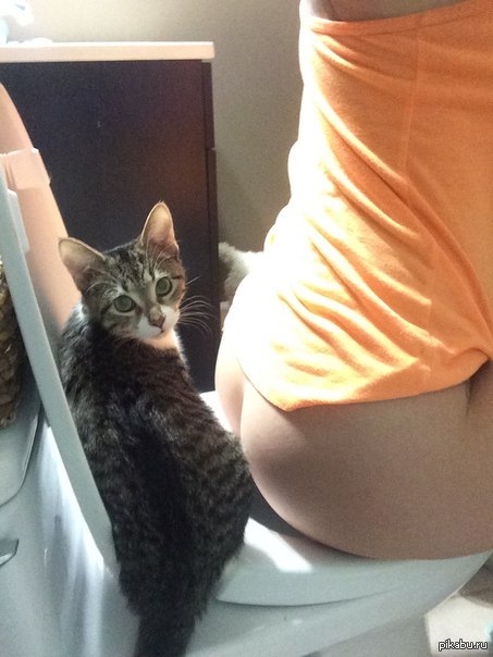 He saw some shit - Toilet, The photo, cat, NSFW