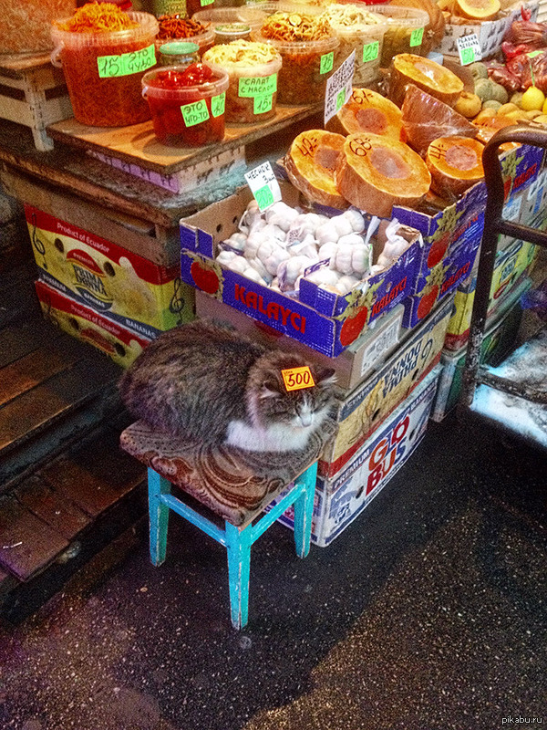 cat in the market - Prices, Samara, cat, Not mine, Market