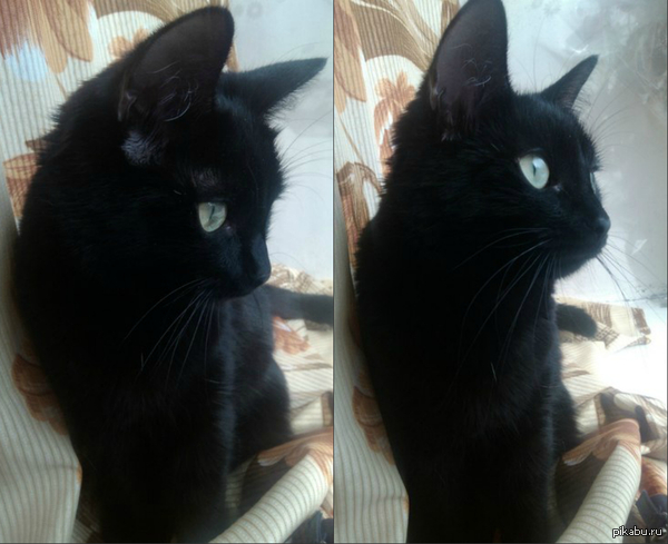 Мой найдёныш)