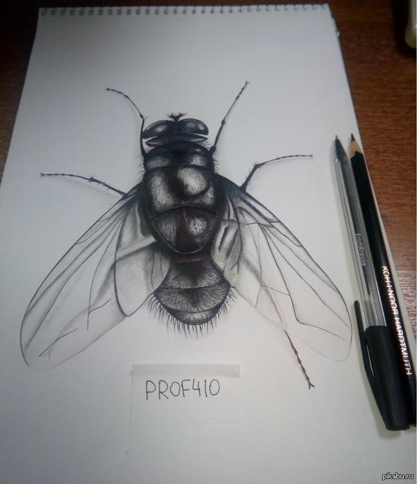 ���� (����� + ��������)