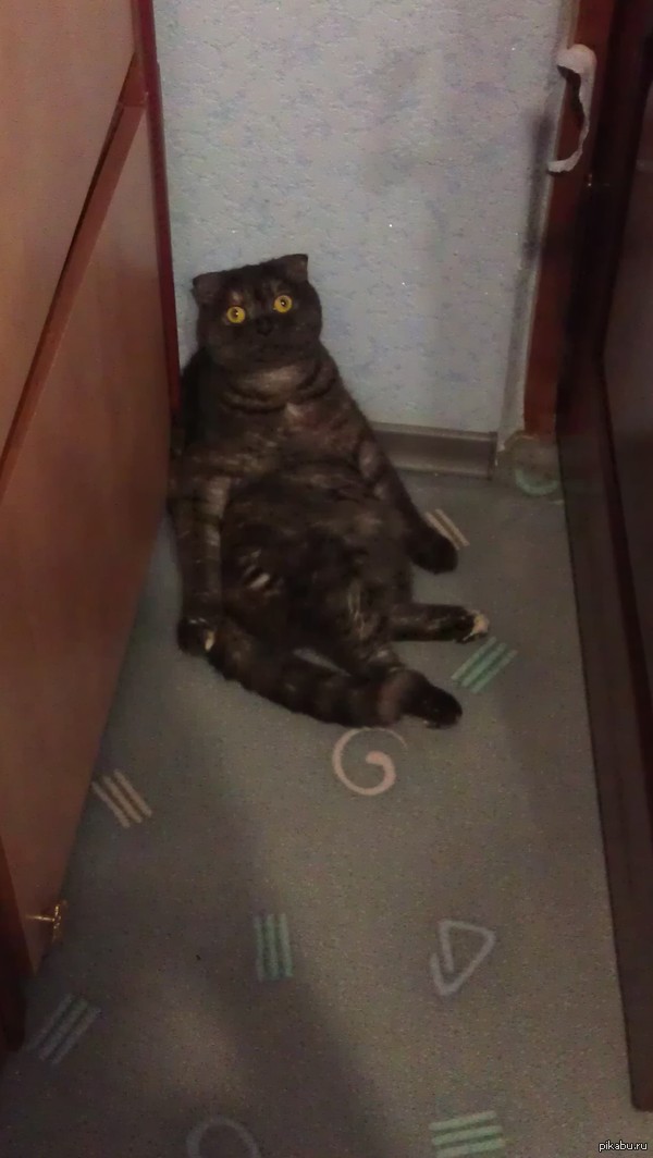 По-моему с моей кошкой что-то не так.....О_О