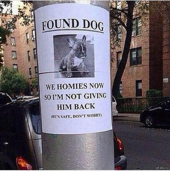 Found dog. Lmao Dog.