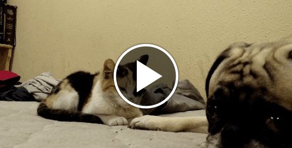 Ну поиграйте со мной. Кошки gif жизненно. Ходячие коты. Кошки гиф для настроения. Кот да да да гиф.