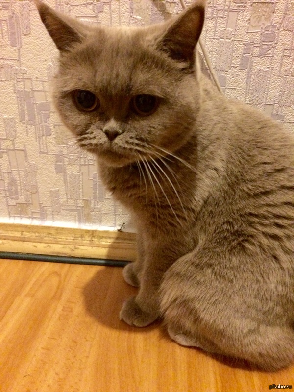 Печаль-беда