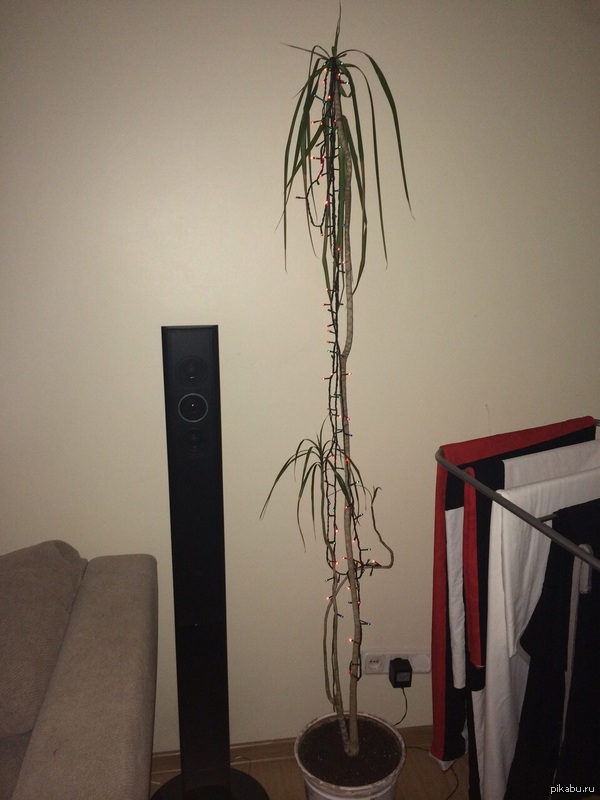 ���������� ����