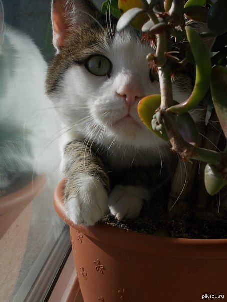 ������� ����� ������� )