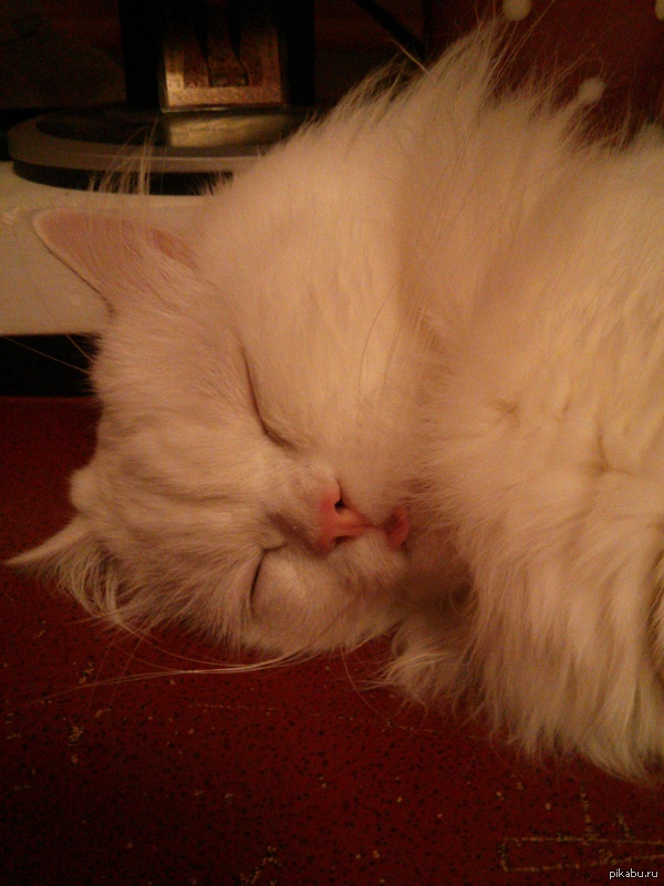 ������ ���