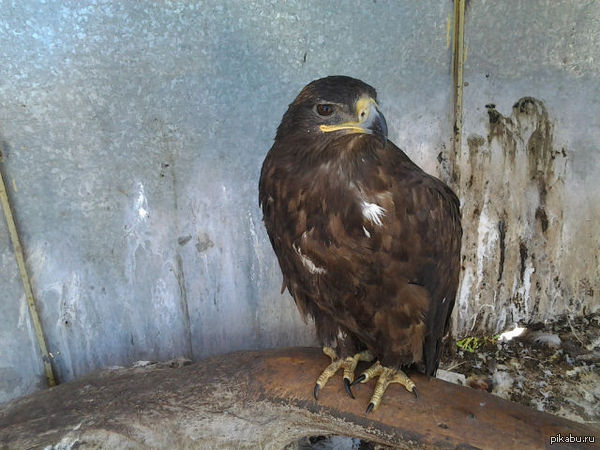 ��������- ������. ��� ����� �������� �������� ���� ��������.