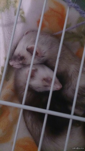 ������ ������ :)