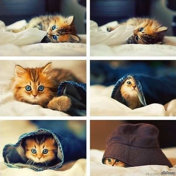 ��� �������� �����������