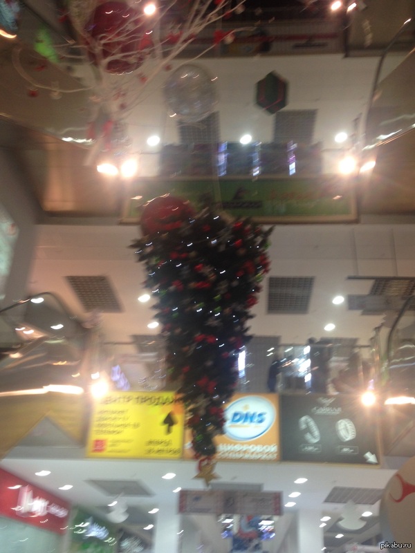 Елочка, прямиком из Австралии