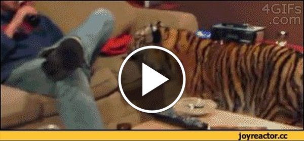 Смешные гифки тигры