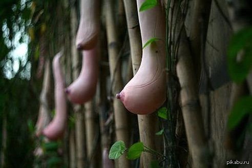 Chinese melon, as it were) - China, NSFW, Boobs, Melon