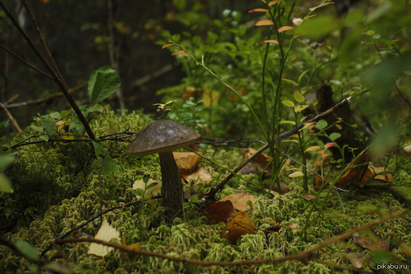 ������� ����