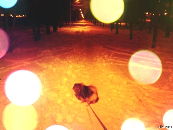 My first post on peekaboo, hello everyone - freezing, The street, Snow, Nature, Sobacontra, Dog, The photo, My