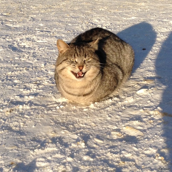 ����� ������ �� ������ ������ �����