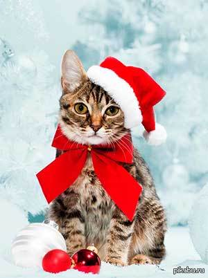 ПОЗДРАВЛЯЮ ВСЕХ ВАС, ДРУЗЬЯ - С НАСТУПАЮЩИМ НОВЫМ ГОДОМ!