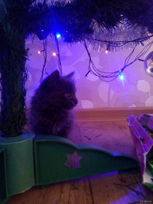 ��� ���������� ����