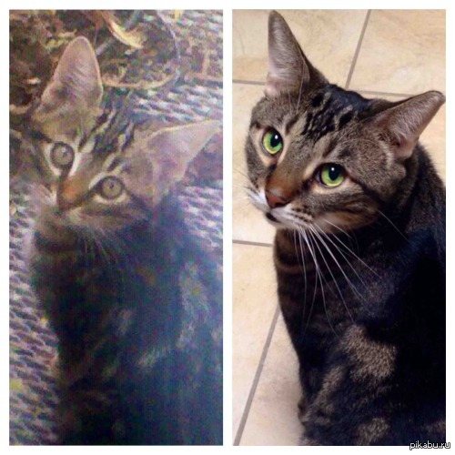 Мой кот 5 лет назад и сегодня. Вы только посмотрите, как усовершенствовались фотокамеры мобильных телефонов!