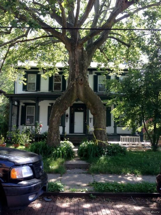 Живые ворота к дому