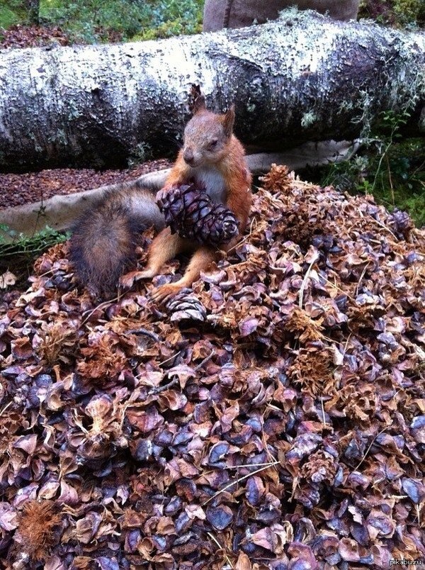 Приключение белки в России....