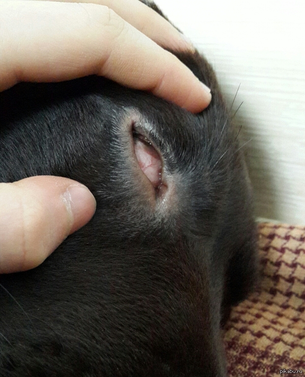 ��� ������ - �����