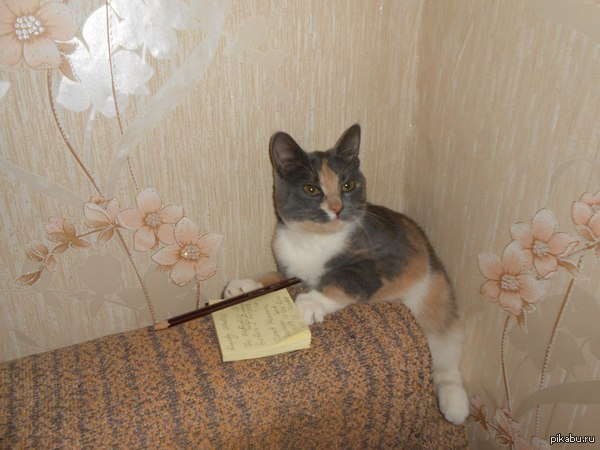 ����� ���� ������� �� ����� �������� ��� �� ��������