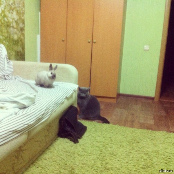 Мне кажется или они видели что-то