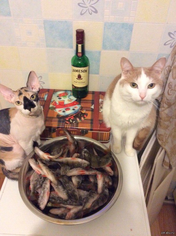 У котанов тоже праздник!